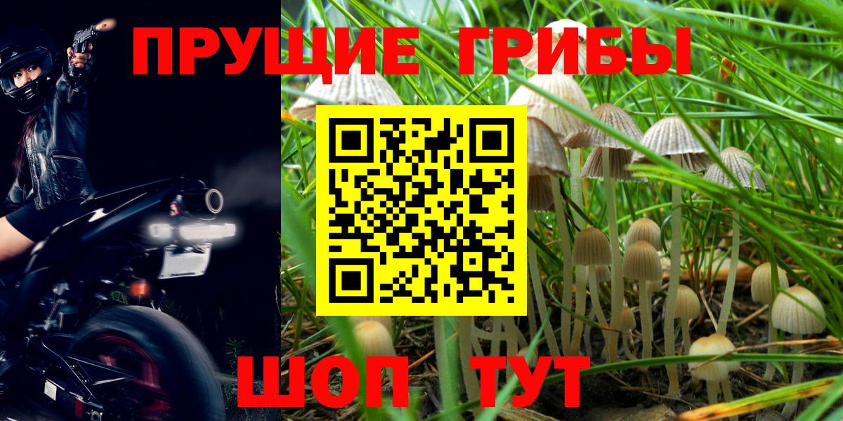 Балтийск  купить наркоту  Вход с VPN  Псилоцибиновые грибы MAGIC MUSHROOMS 
